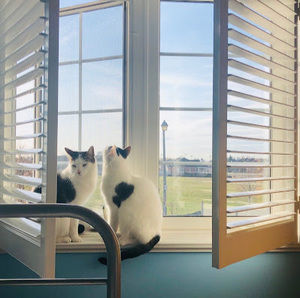 Meet your Posher, Phoebe